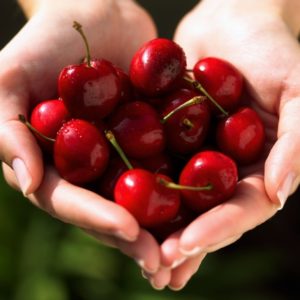 Cupped handful of cherries