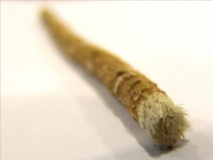 Miswak teeth cleaning twig on white background